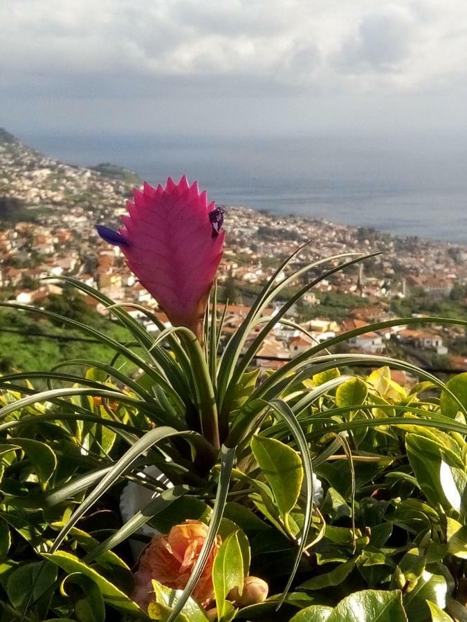 La Chambre De Ker Briac Funchal Dış mekan fotoğraf